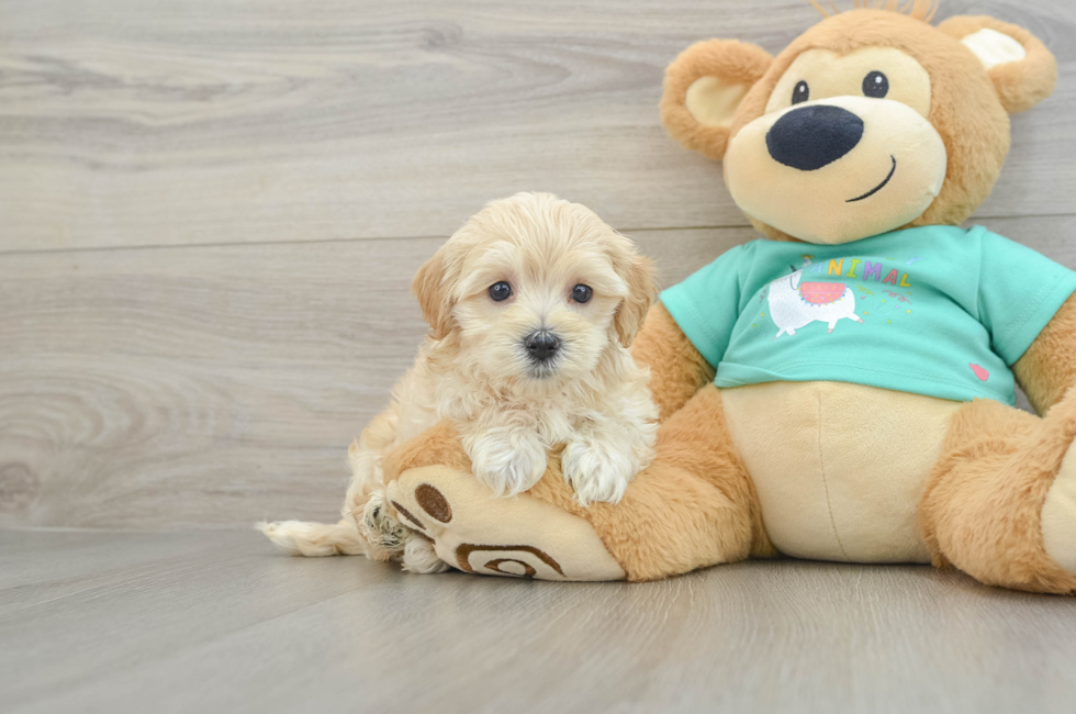 5 week old Maltipoo Puppy For Sale - Windy City Pups