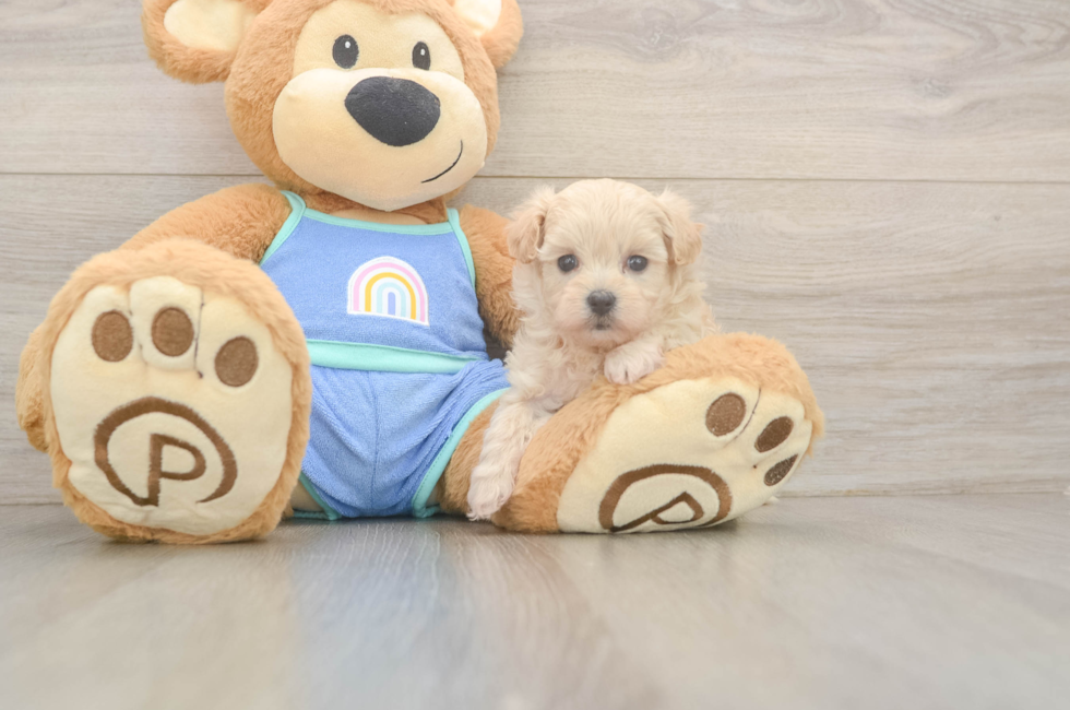5 week old Maltipoo Puppy For Sale - Windy City Pups