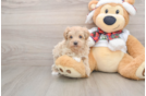 Funny Maltipoo Poodle Mix Pup