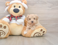 8 week old Maltipoo Puppy For Sale - Windy City Pups