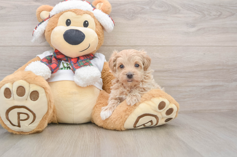 5 week old Maltipoo Puppy For Sale - Windy City Pups