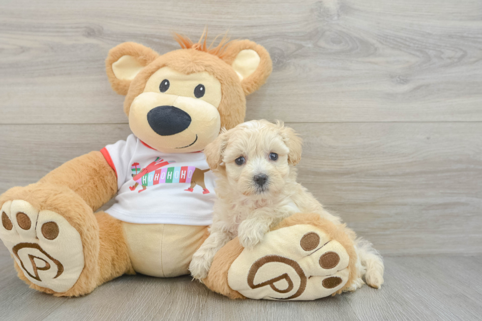 Adorable Maltepoo Poodle Mix Puppy