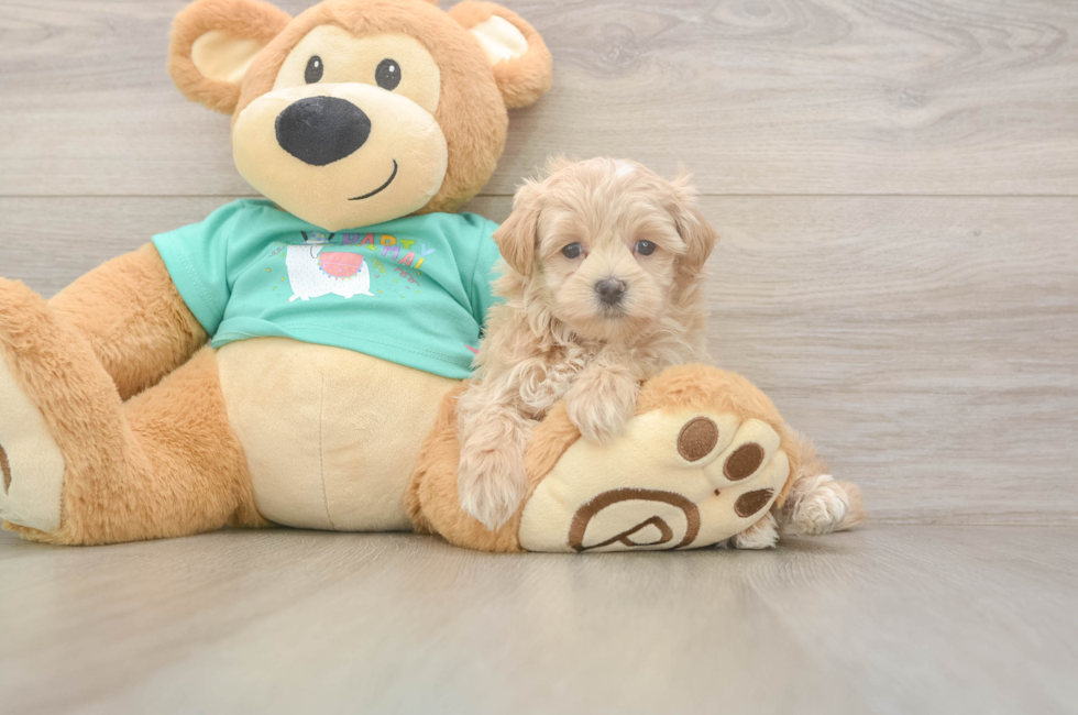6 week old Maltipoo Puppy For Sale - Windy City Pups