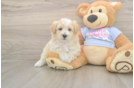 Energetic Malt a Poo Poodle Mix Puppy
