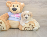 8 week old Maltipoo Puppy For Sale - Windy City Pups
