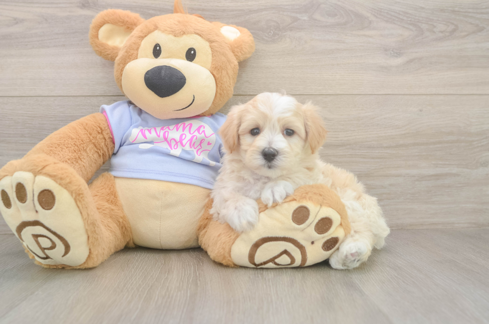 6 week old Maltipoo Puppy For Sale - Windy City Pups