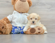 8 week old Maltipoo Puppy For Sale - Windy City Pups