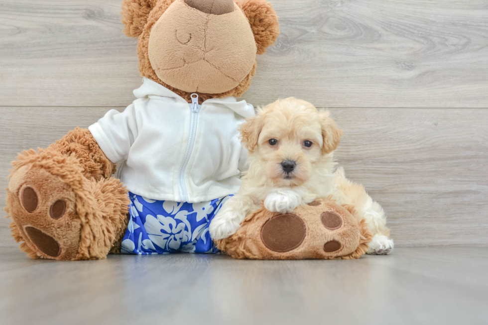 Maltipoo Pup Being Cute