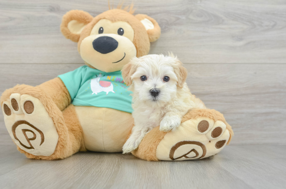 5 week old Maltipoo Puppy For Sale - Windy City Pups