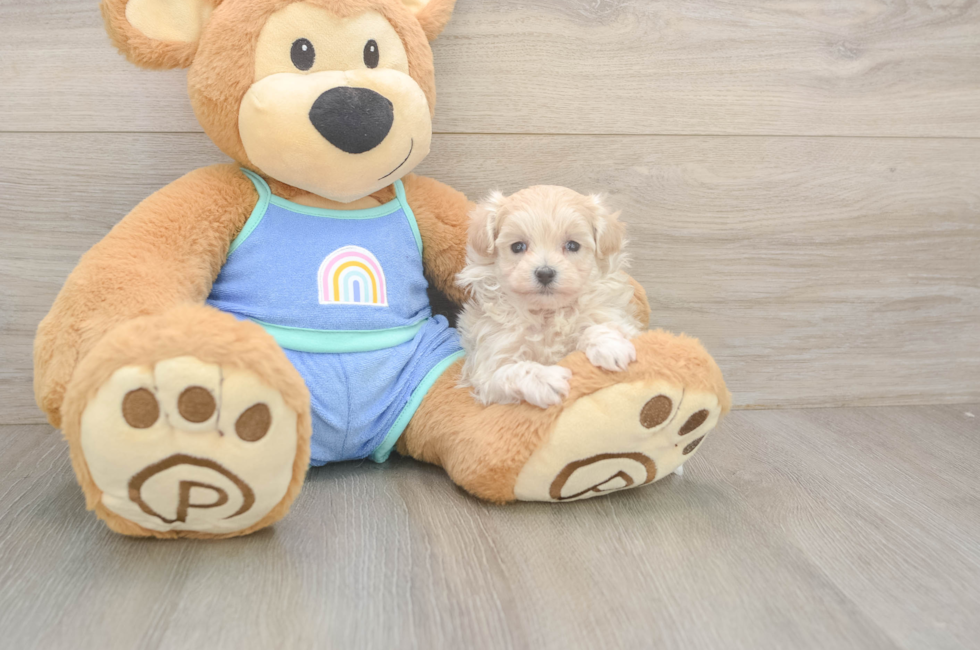 5 week old Maltipoo Puppy For Sale - Windy City Pups
