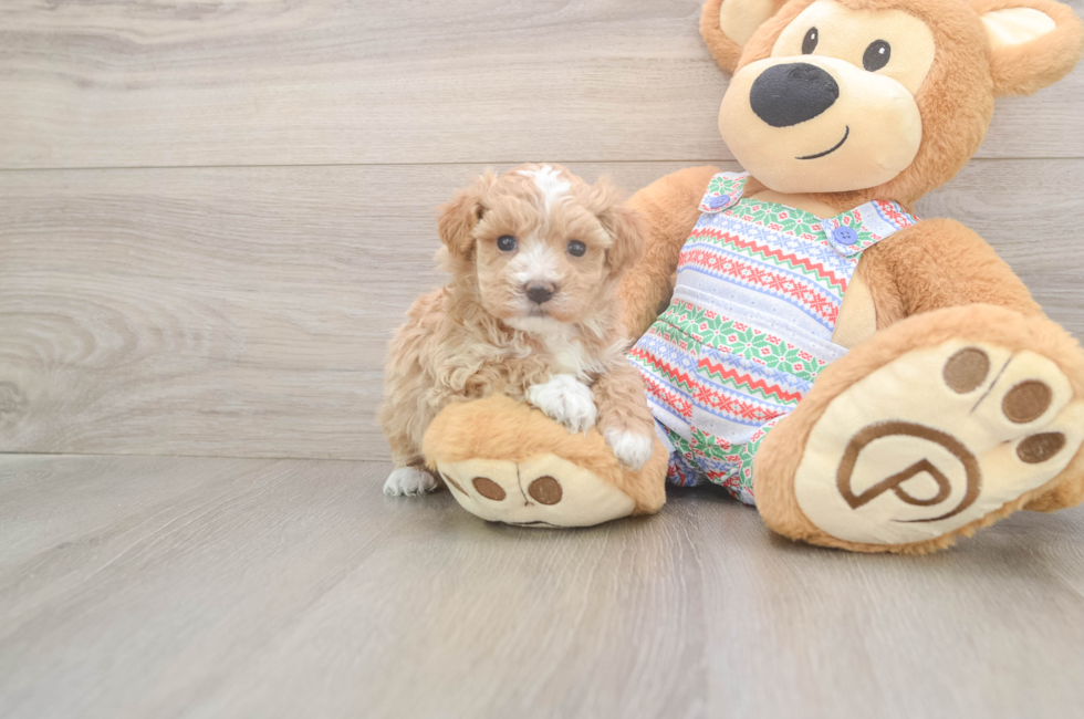 5 week old Maltipoo Puppy For Sale - Windy City Pups