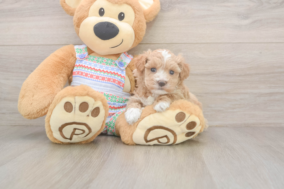 Adorable Multipoo Poodle Mix Puppy