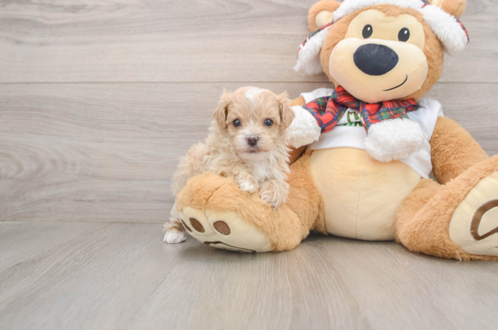 5 week old Maltipoo Puppy For Sale - Windy City Pups