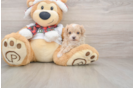 Fluffy Maltipoo Poodle Mix Pup