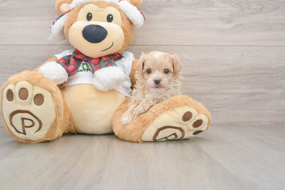 Fluffy Maltipoo Poodle Mix Pup