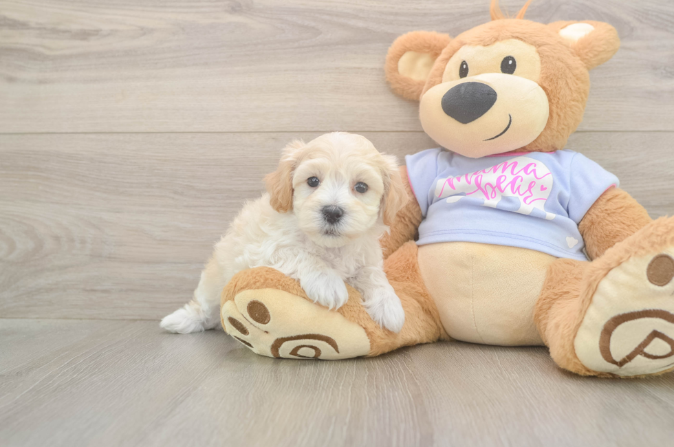 6 week old Maltipoo Puppy For Sale - Windy City Pups