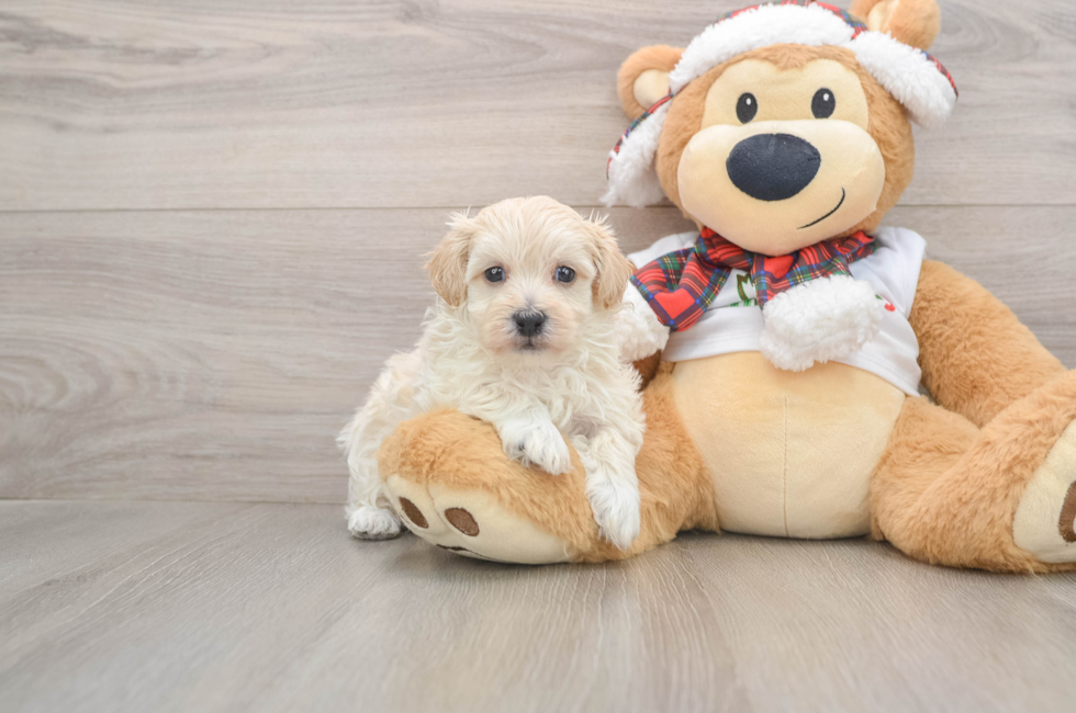 5 week old Maltipoo Puppy For Sale - Windy City Pups
