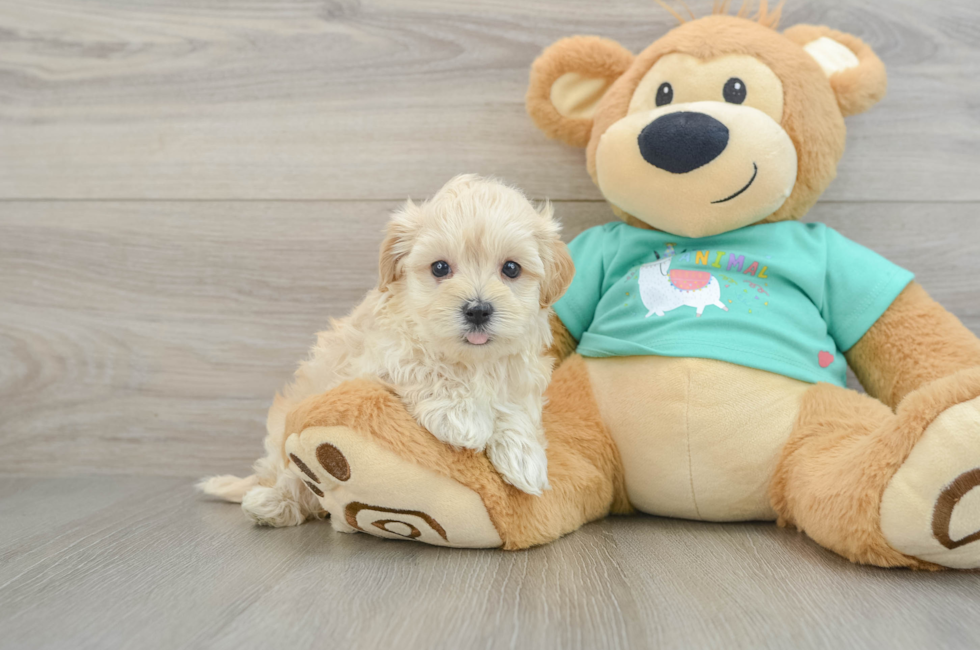 5 week old Maltipoo Puppy For Sale - Windy City Pups