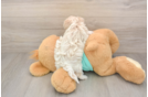 Best Maltipoo Baby
