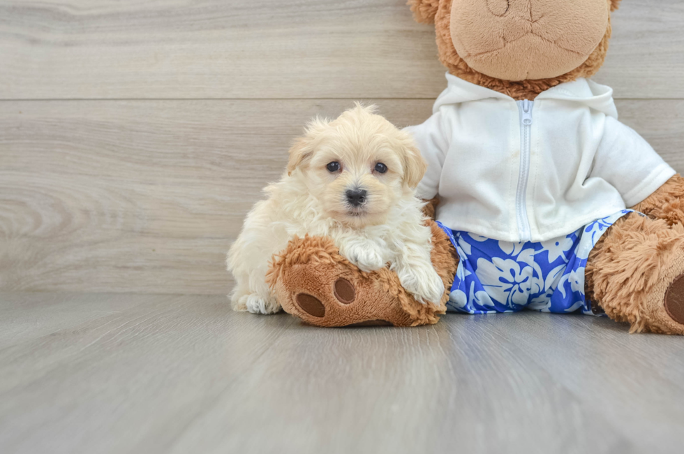 8 week old Maltipoo Puppy For Sale - Windy City Pups