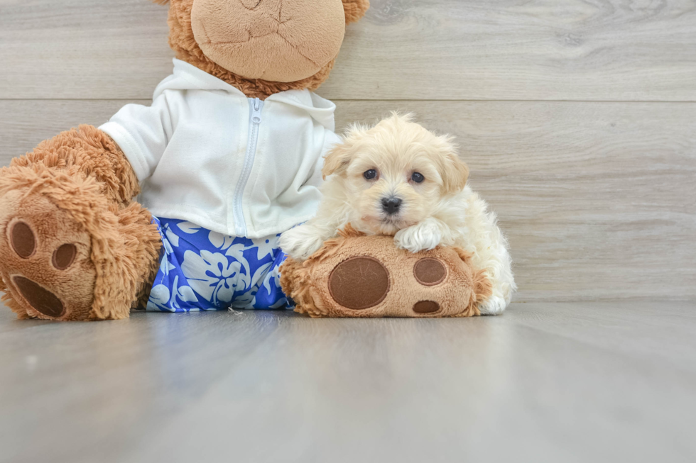 Funny Maltipoo Poodle Mix Pup