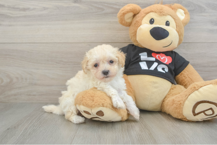 Playful Moodle Poodle Mix Puppy