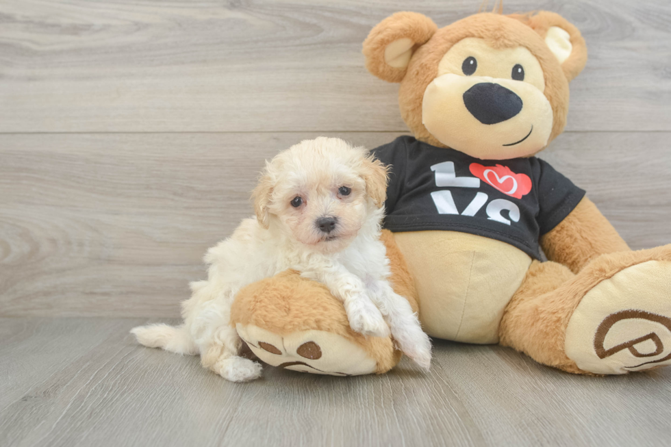 Playful Moodle Poodle Mix Puppy