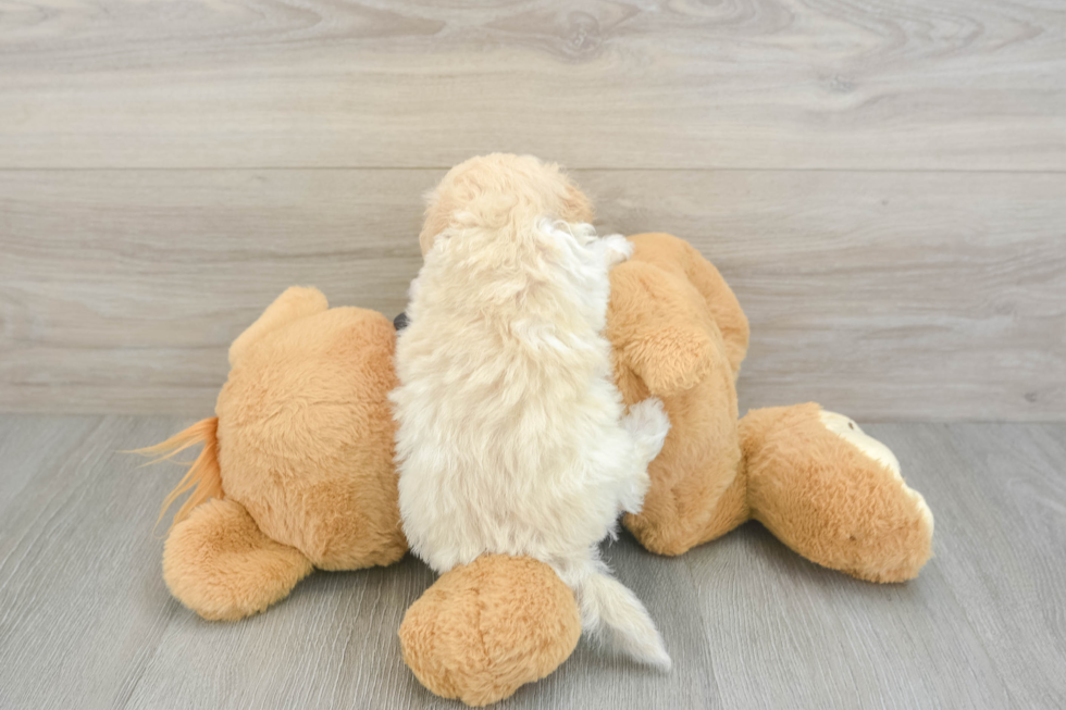 Maltipoo Pup Being Cute