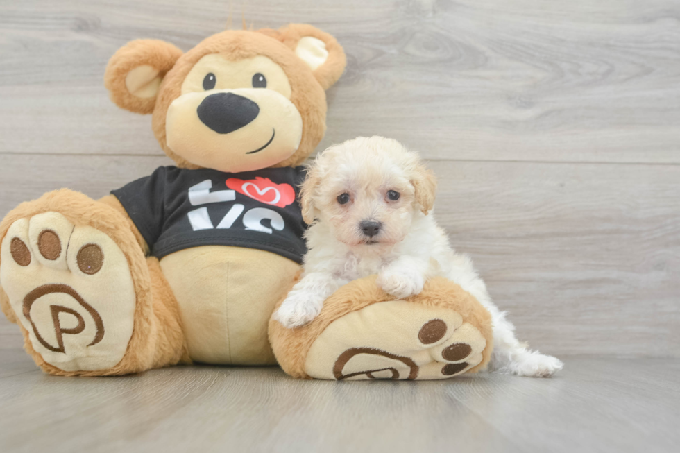 Maltipoo Pup Being Cute