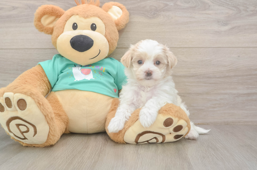 6 week old Maltipoo Puppy For Sale - Windy City Pups