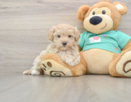 9 week old Maltipoo Puppy For Sale - Windy City Pups