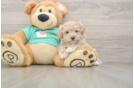 Best Maltipoo Baby
