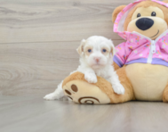 7 week old Maltipoo Puppy For Sale - Windy City Pups
