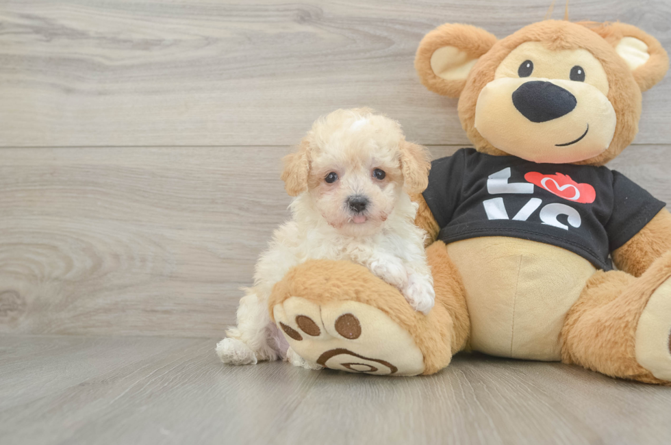 6 week old Maltipoo Puppy For Sale - Windy City Pups