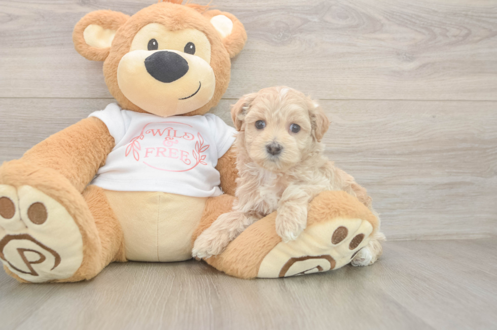 5 week old Maltipoo Puppy For Sale - Windy City Pups