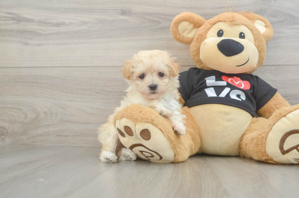 6 week old Maltipoo Puppy For Sale - Windy City Pups