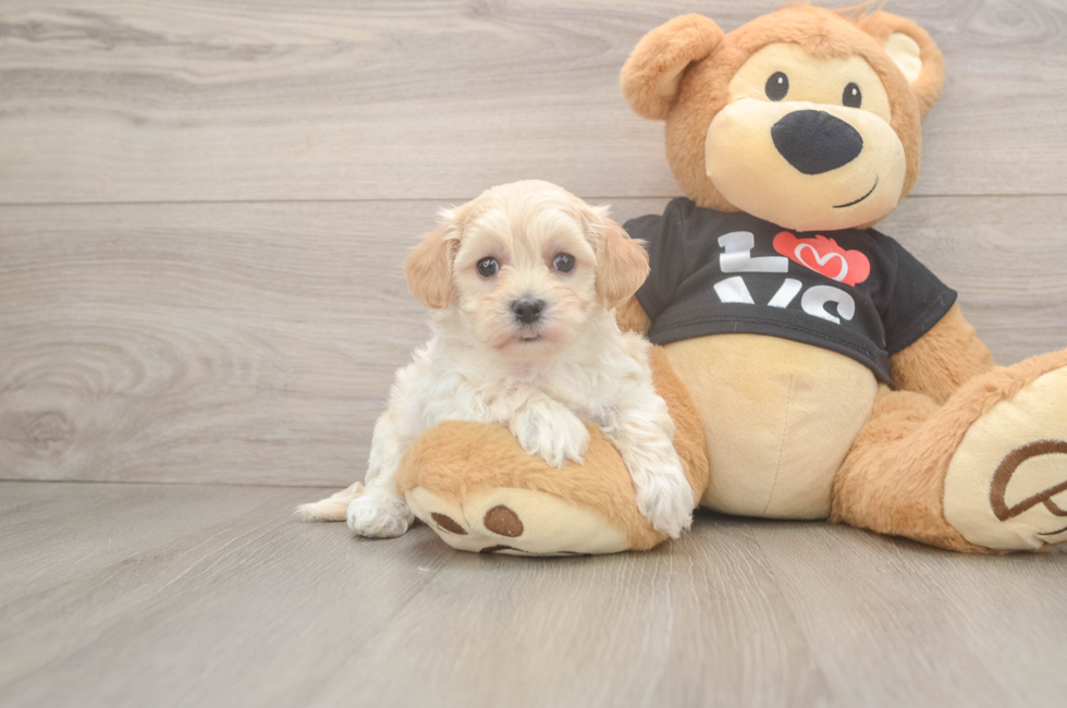 7 week old Maltipoo Puppy For Sale - Windy City Pups