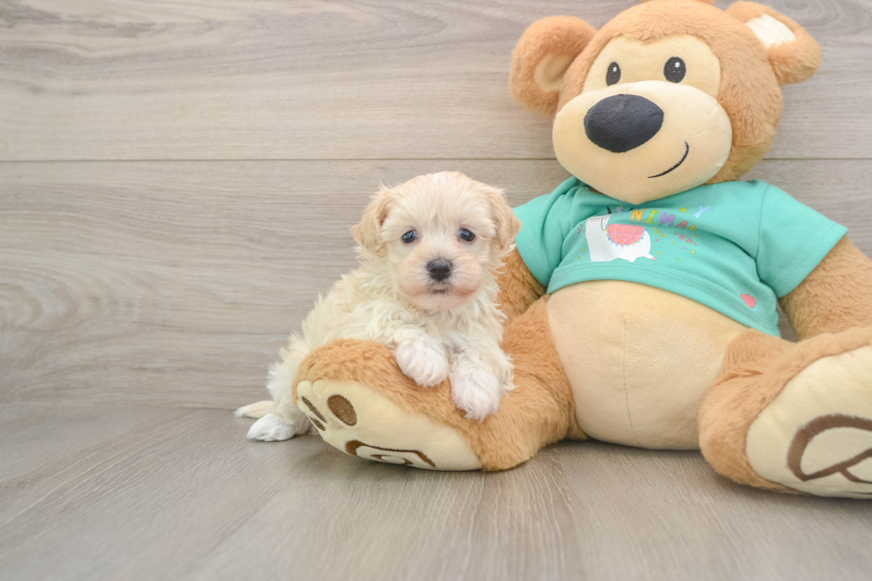 Maltipoo Puppy for Adoption