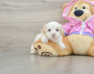 7 week old Maltipoo Puppy For Sale - Windy City Pups