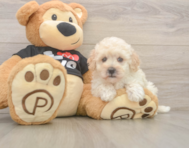 8 week old Maltipoo Puppy For Sale - Windy City Pups