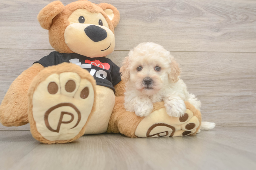 7 week old Maltipoo Puppy For Sale - Windy City Pups