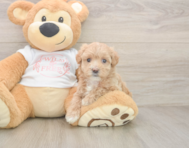 7 week old Maltipoo Puppy For Sale - Windy City Pups