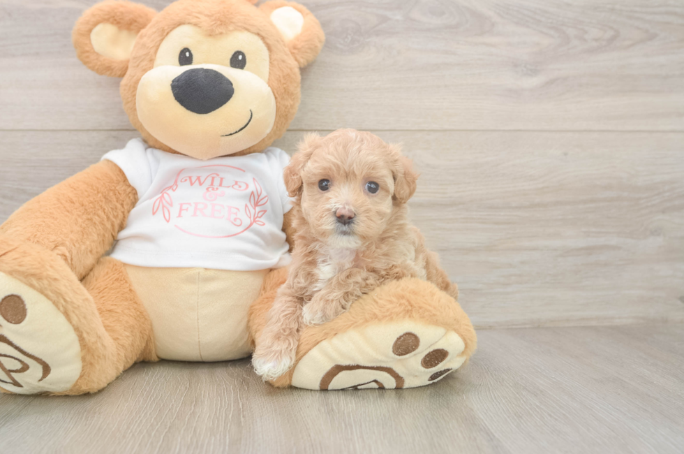 5 week old Maltipoo Puppy For Sale - Windy City Pups