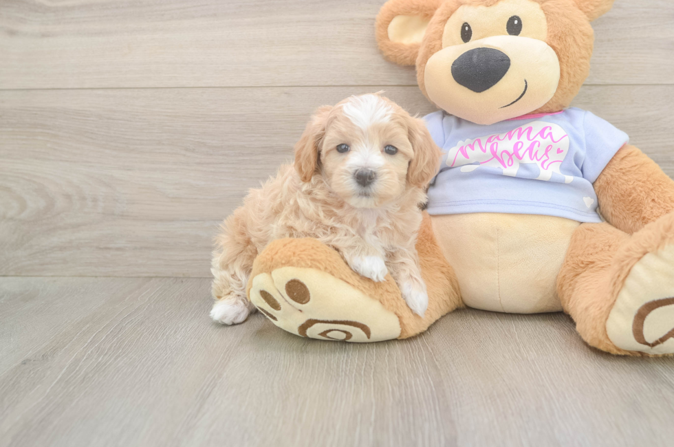 6 week old Maltipoo Puppy For Sale - Windy City Pups