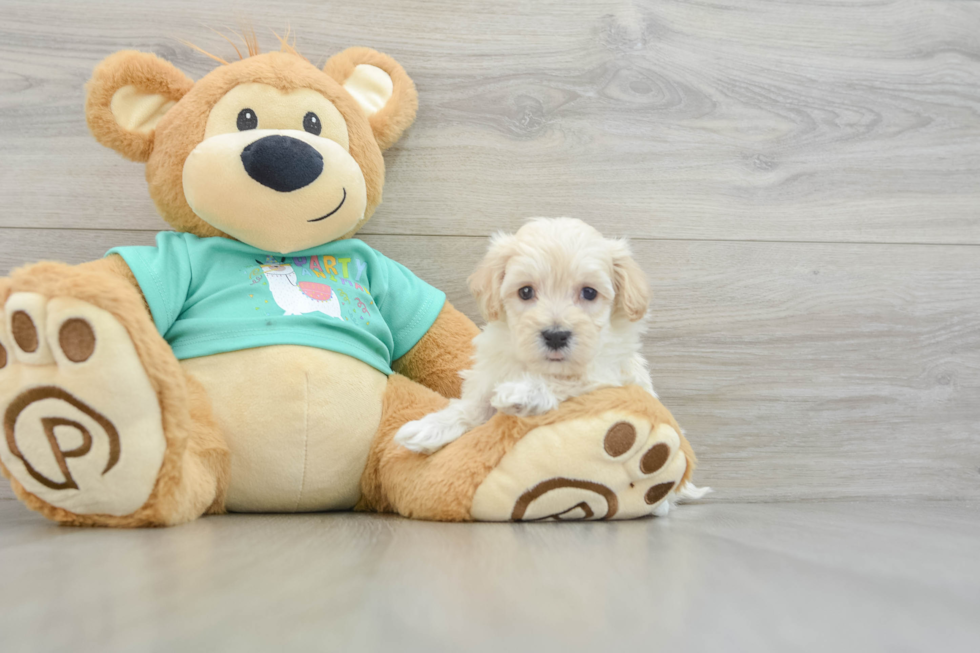 Maltipoo Pup Being Cute