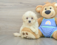 8 week old Maltipoo Puppy For Sale - Windy City Pups