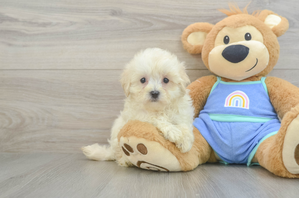 7 week old Maltipoo Puppy For Sale - Windy City Pups