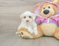 8 week old Maltipoo Puppy For Sale - Windy City Pups