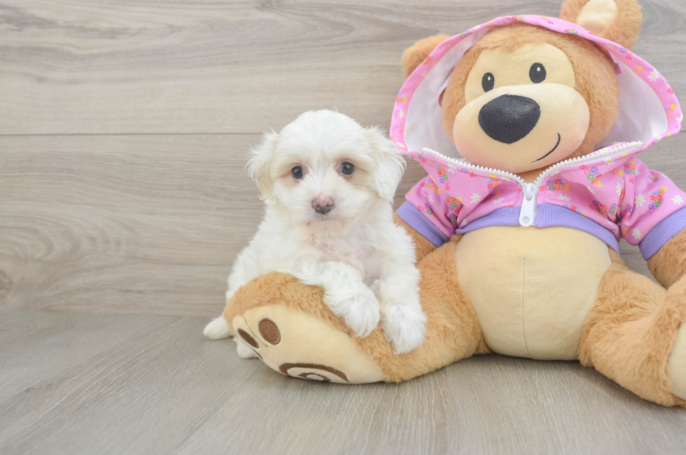 6 week old Maltipoo Puppy For Sale - Windy City Pups