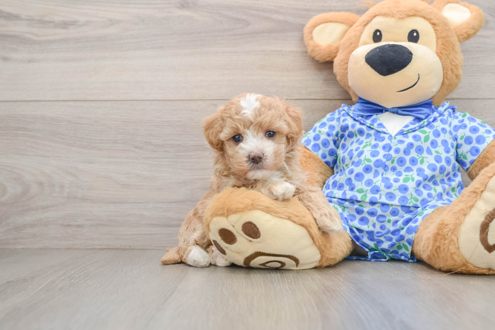 Hypoallergenic Maltepoo Poodle Mix Puppy